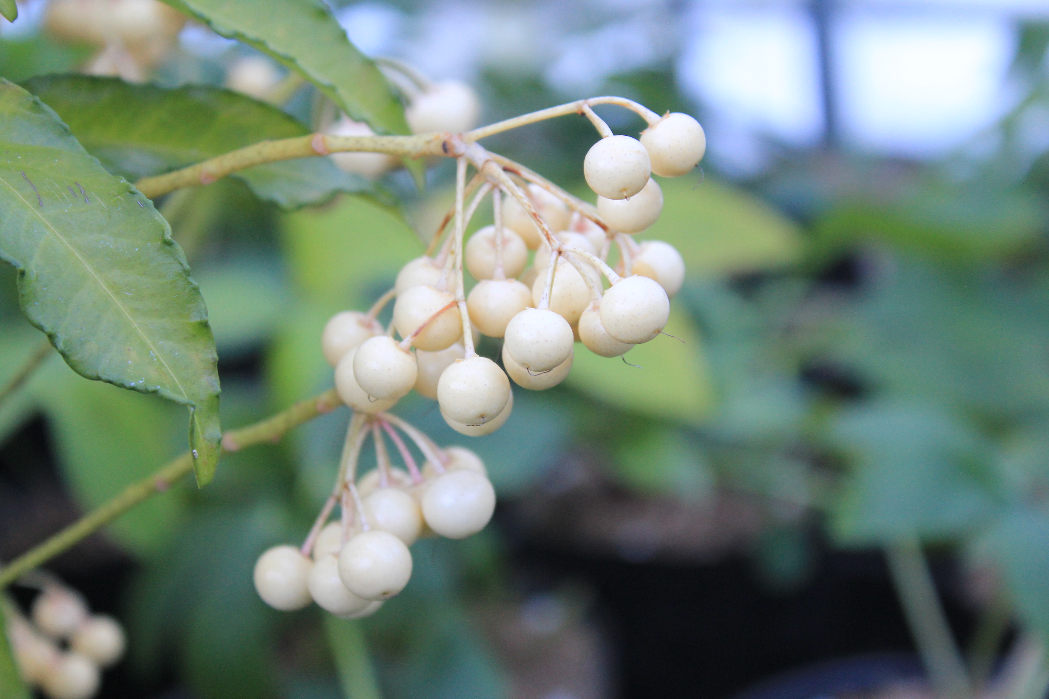 花盛りな小さな木 花盛りな小さな木